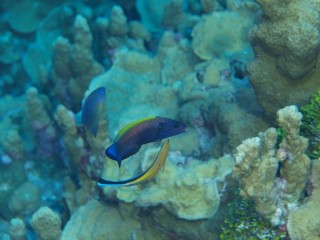 P6264556