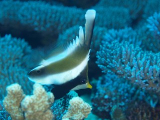 P6264604