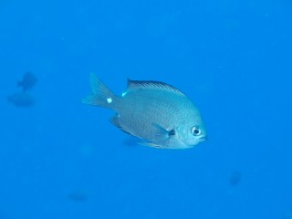 P8143374