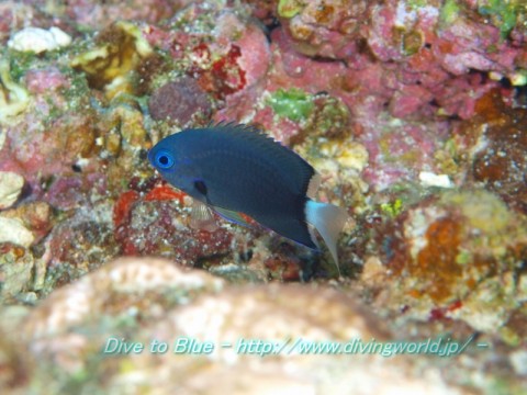 chromis